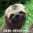Trading Card Sloth